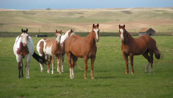 Bien gérer les parcelles de vos chevaux