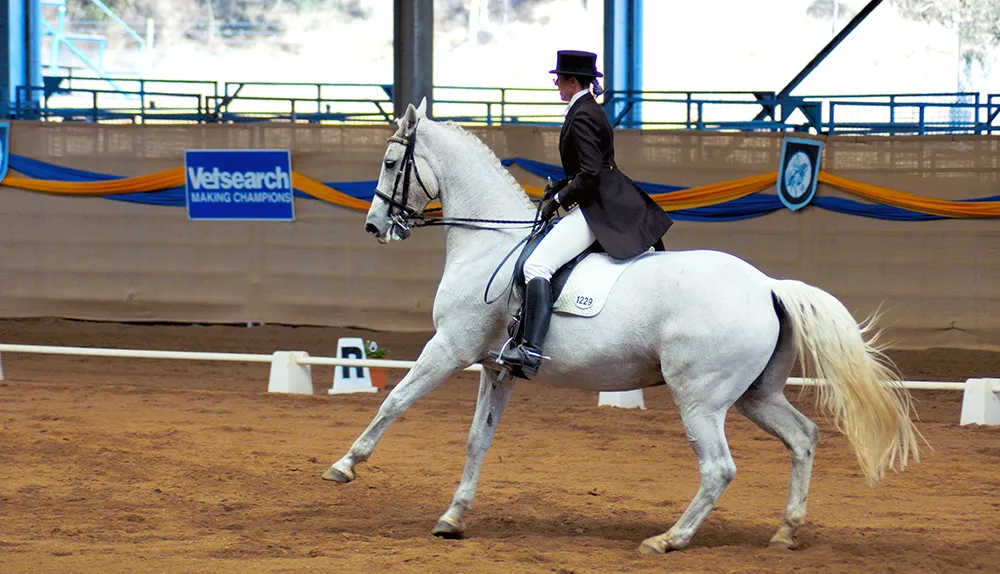 Les pirouettes au galop demandent une grande impulsion de la part du cheval.