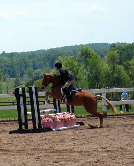 Beaucoup de chevaux se retiennent sur les obstacles voyants : la distance entre les obstacles sera alors plus longue.