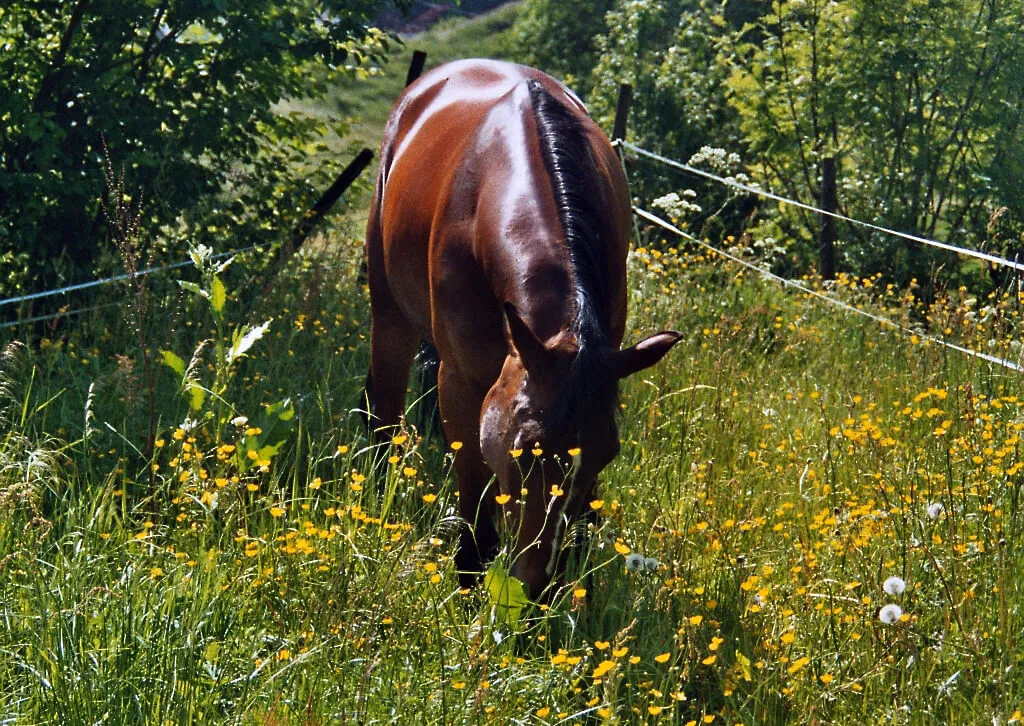 Utiliser la médecine douce pour soigner votre cheval peut s'avérer être très efficace et économique. A condition de bien se renseigner au préalable !