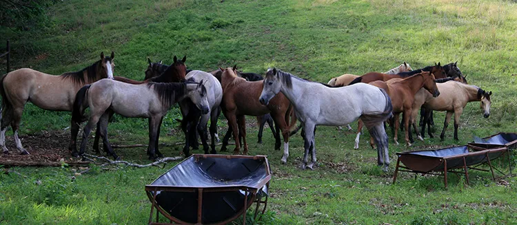 La proximité des chevaux entre eux, notamment au pré, favorise la transmission des parasites.