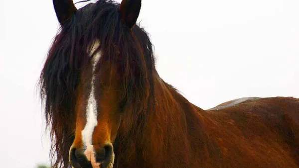 Génétique des robes : le cheval bai