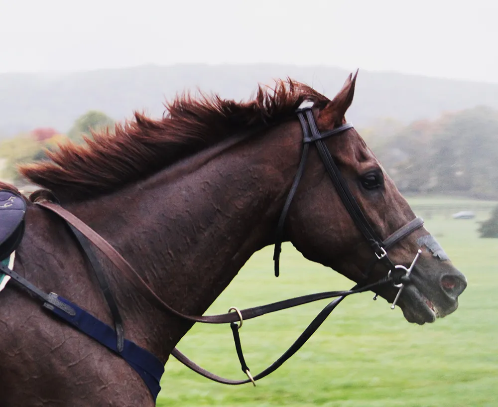 Cheval alezan brûlé : base alezane + gène sooty