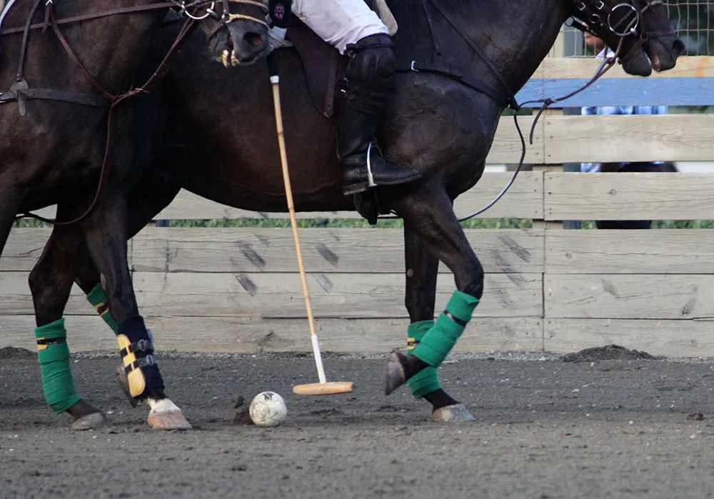 Le cheval doit être équipé de protections (guêtres fermées ou bandes de repos) et d'une martingale fixe.