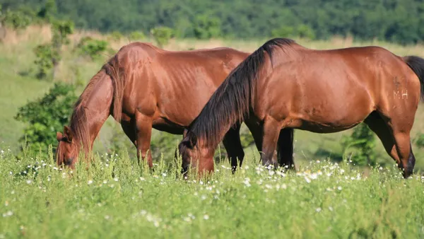 L'obésité chez le cheval