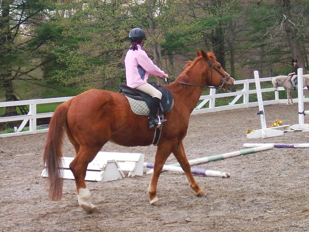 Assistez aux leçons d'équitation pour vous rendre compte de la qualité du cors enseignant et voir les disciplines pratiquées.