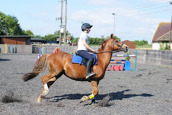 Cheval qui creuse le dos, manque d'équilibre et renverse son encolure : pour le coup, un enrênement pourrait se montrer utile