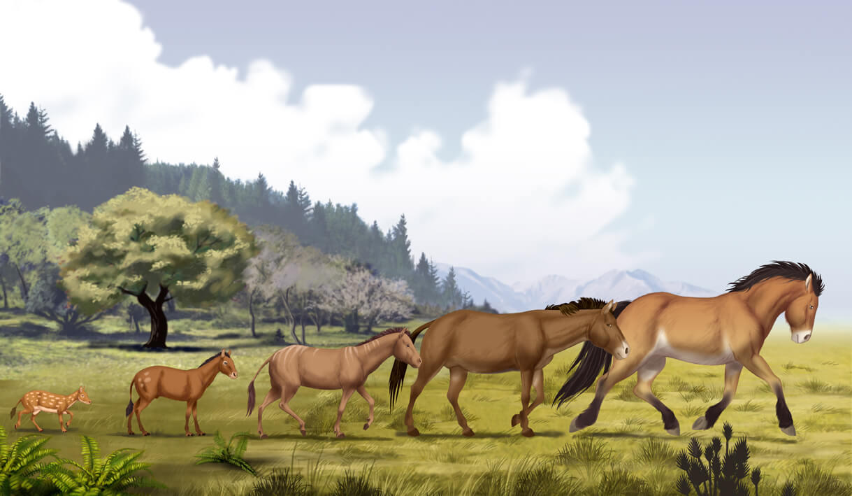 Evolution Rouan Cheval Evolution du cheval : comment le cheval a-t-il évolué au fil de l ...