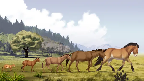 L'évolution du cheval