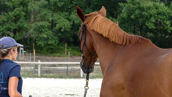Zoom sur la formation en ligne "Eduquer son cheval au sol" (Maéva Munier) + code promo