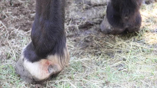 La Dermatophilose, dite "la gale de boue"
