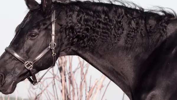 Cheval alezan ou noir : que dit la génétique équine ?