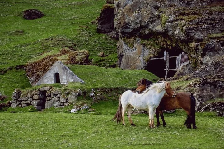 L'équitation éthologique est une pratique basée sur l'étude du cheval