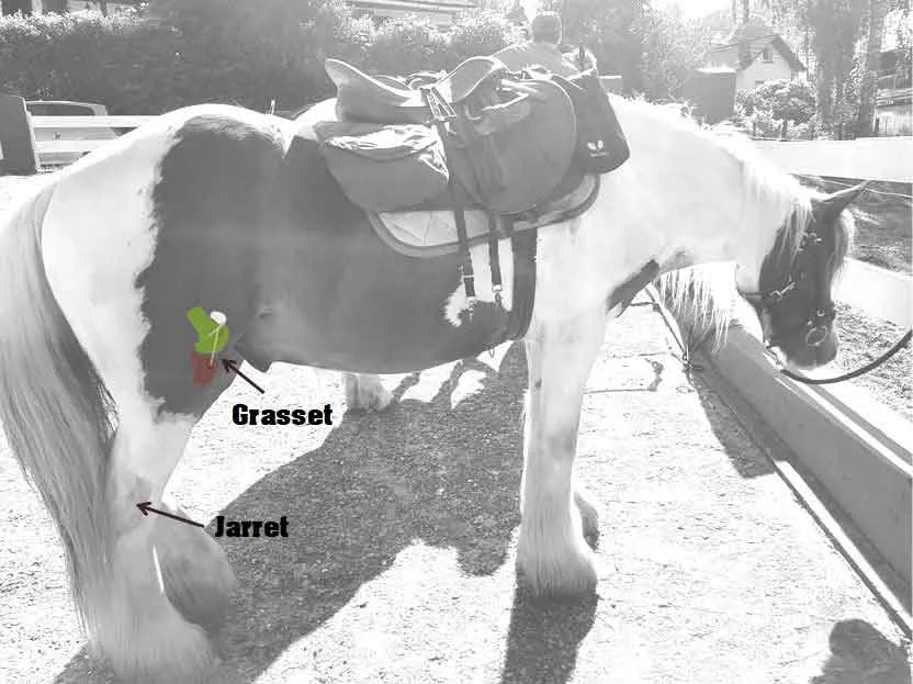 schéma explicatif grasset et jarret cheval