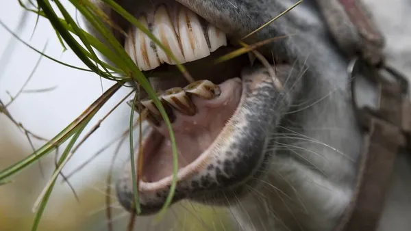 Plongez dans la bouche de votre cheval !