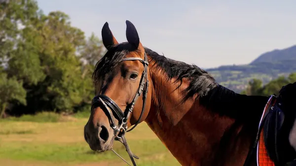 Mon cheval à la maison : travailler sans carrière