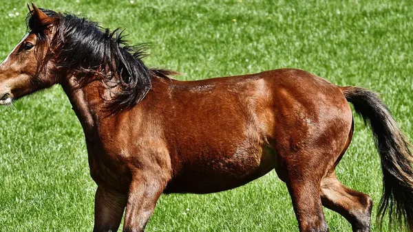 L'arthrose chez le cheval