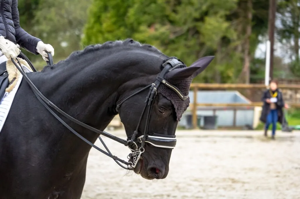 cheval en bride