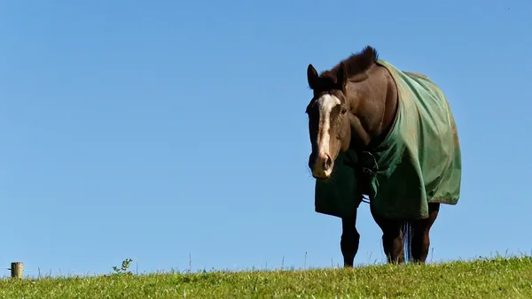 Bien choisir la couverture de son cheval