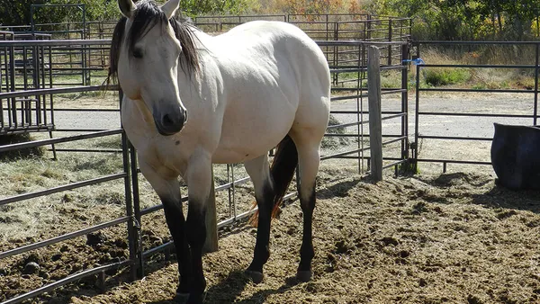 Tout savoir sur le gène Crème chez les chevaux
