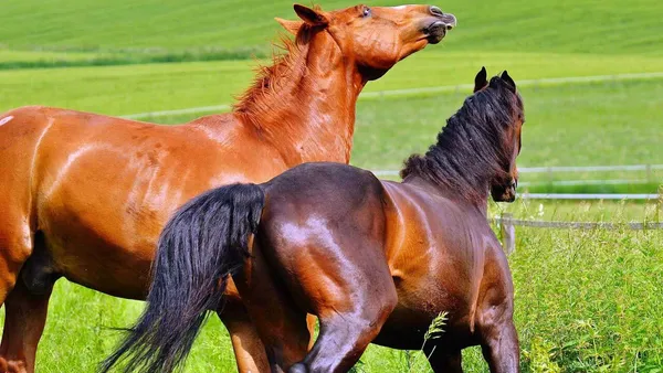 Les principales règles de sécurité à pied et à cheval
