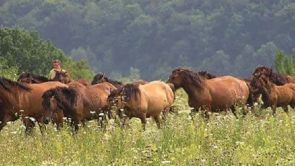 Le Huçul, le poney venu de l'est