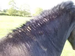A force de se gratter, le cheval perd son poil