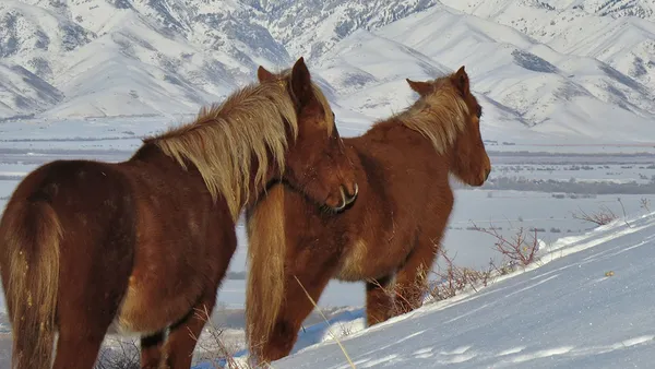 Un cheval en hiver : être prêt en 10 points