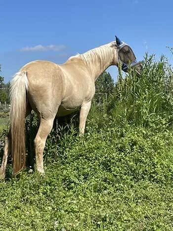 cheval pieds nus