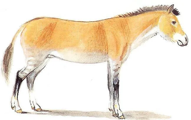 Merychippus