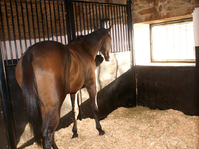 Pour un cheval qui tousse, une litière de copeaux est préférable. © Haras de la Banche