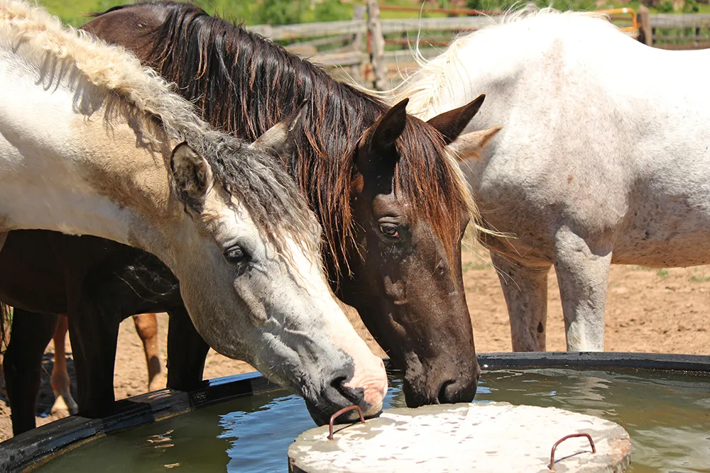chevaux qui boivent de l'eau