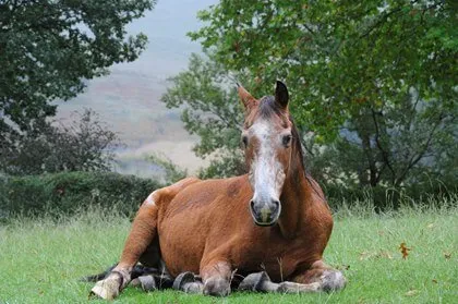 cheval âgé