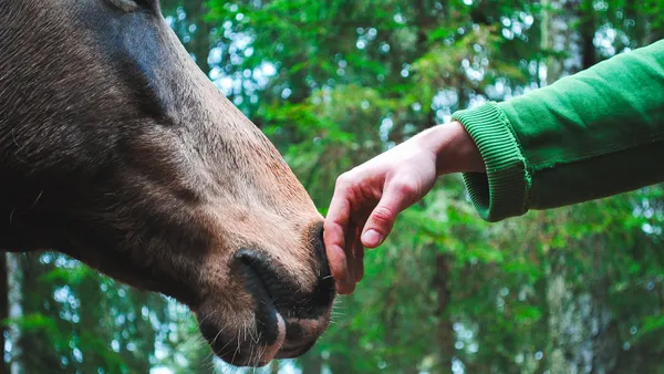 Travailler avec les chevaux : et si vous deveniez ostéopathe équin ?