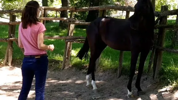 Les 4 piliers pour une bonne relation avec son cheval