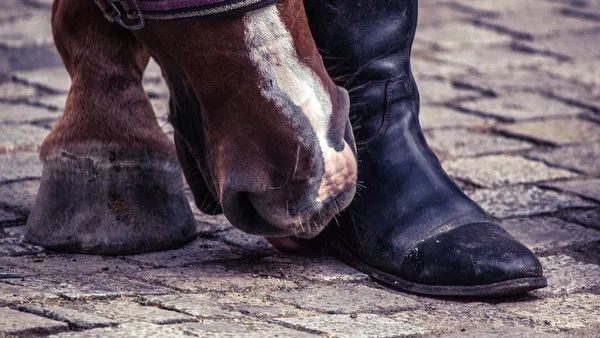 Cheval pieds nus : quatre pieds et beaucoup de prétendants !