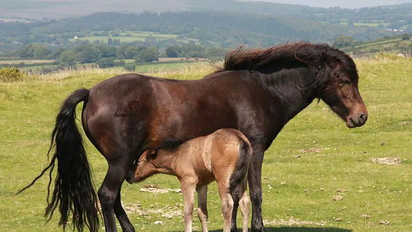 Le Poney Dartmoor