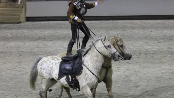 De crins et de plumes : un moment d'évasion au coeur du Normandy Horse Show