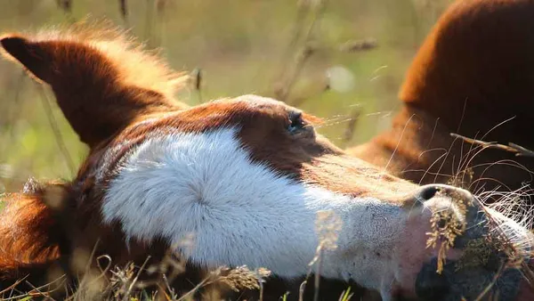Décryptage : les phases de sommeil chez le cheval