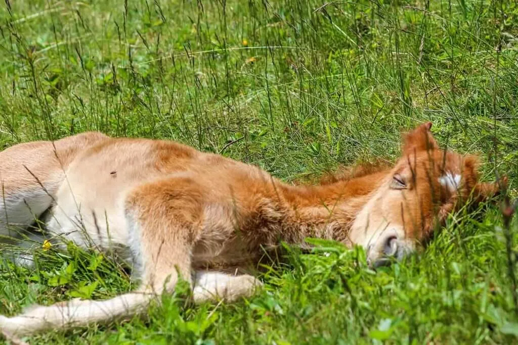 poulain allongé dans son pré, en train de dormir