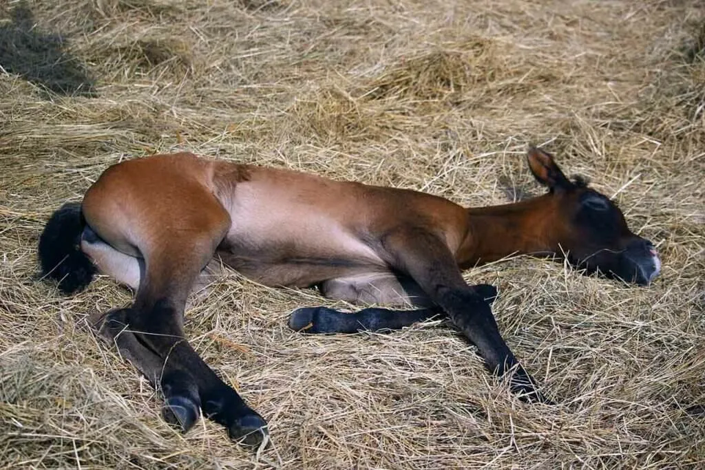 un poulain en pleine phase de sommeil paradoxal dans de la paille