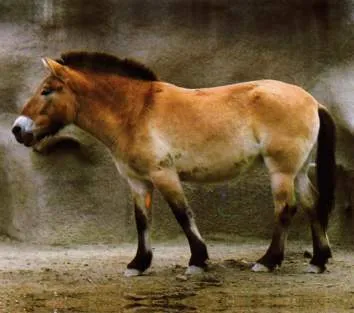 Cheval de Prjevalski