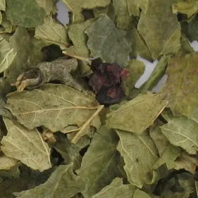 Les feuilles de cassis peuvent être bénéfiques pour faire maigrir un cheval