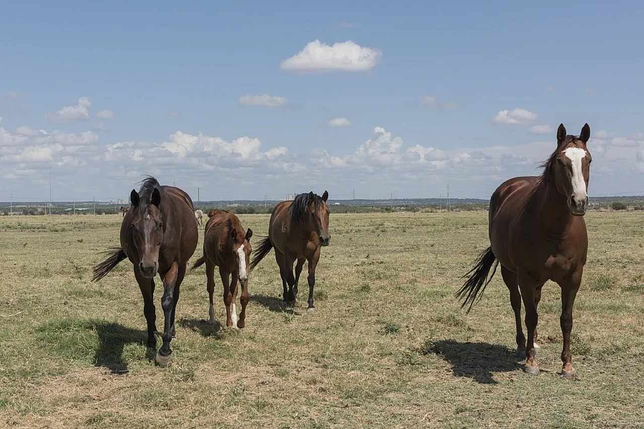 quarter-horses-754718_1280