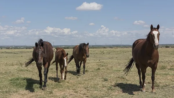 Le cheval Quarter Horse