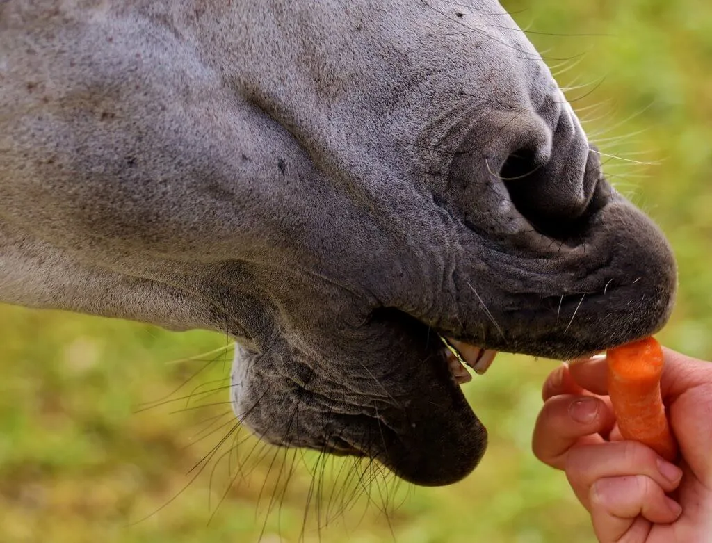 La plupart des chevaux raffolent des carottes
