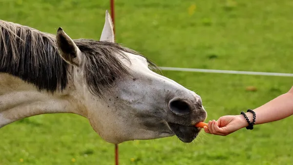 Comment récompenser son cheval au travail ?
