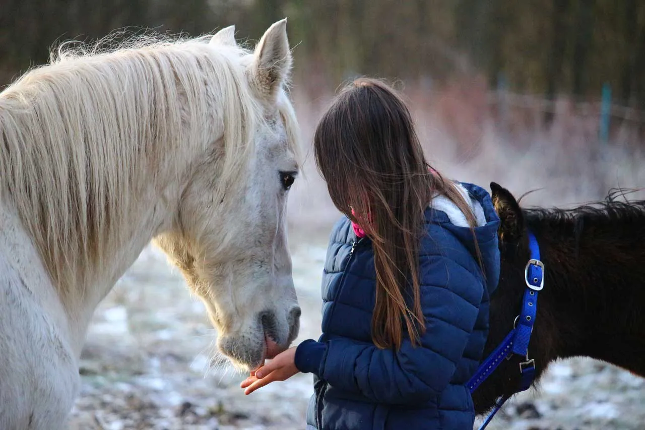 Lorsque vous donnez une friandise à votre cheval, présentez votre main bien à plat afin d'éviter tout risque de morsure.