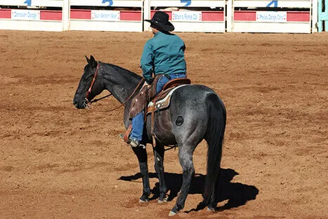 Reining : l'épreuve reine de l'équitation western