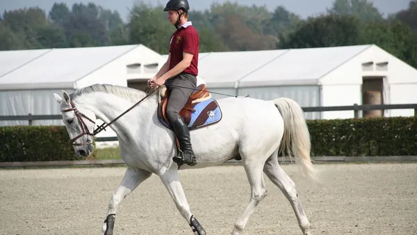 Assouplir son cheval : pourquoi et comment faire ?